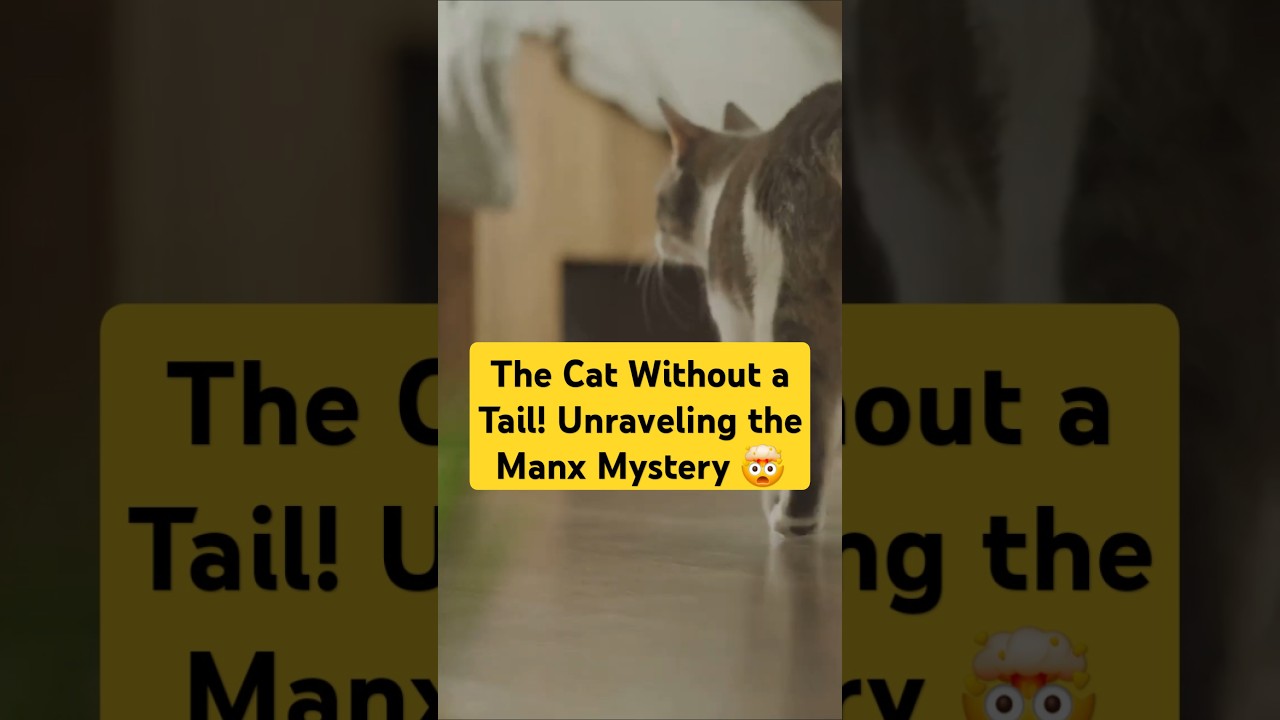 Meet the Manx: The Tailless Cat Mystery! #amazing #facts #cat #catlover #didyouknow