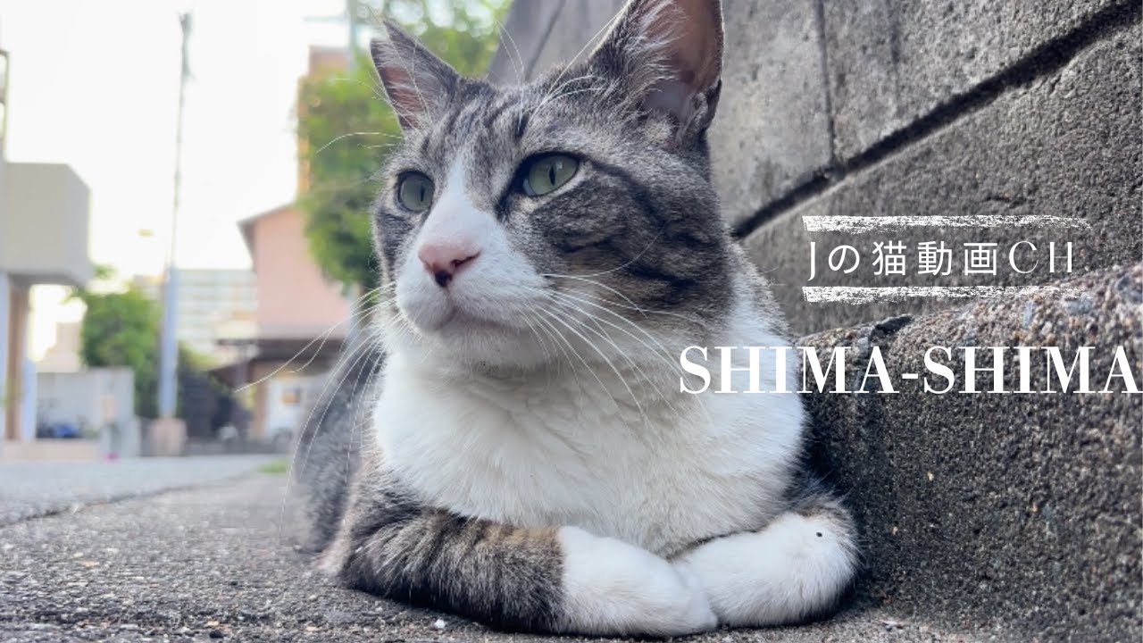 お友達の野良猫しましまちゃんとお外で遊ぶ！　保護猫のふくふく