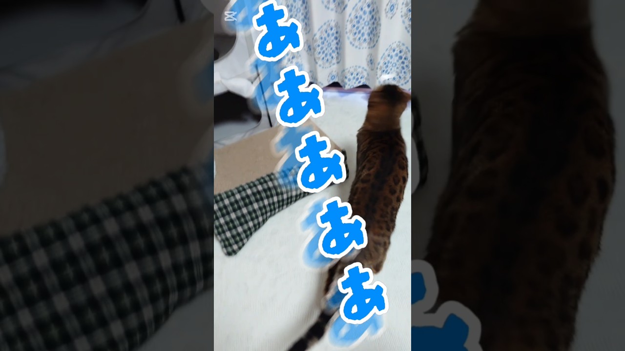 テープ貼ってみた #猫 #猫動画 #ベンガル #猫のいる暮らし #cat #fyp #shorts #short