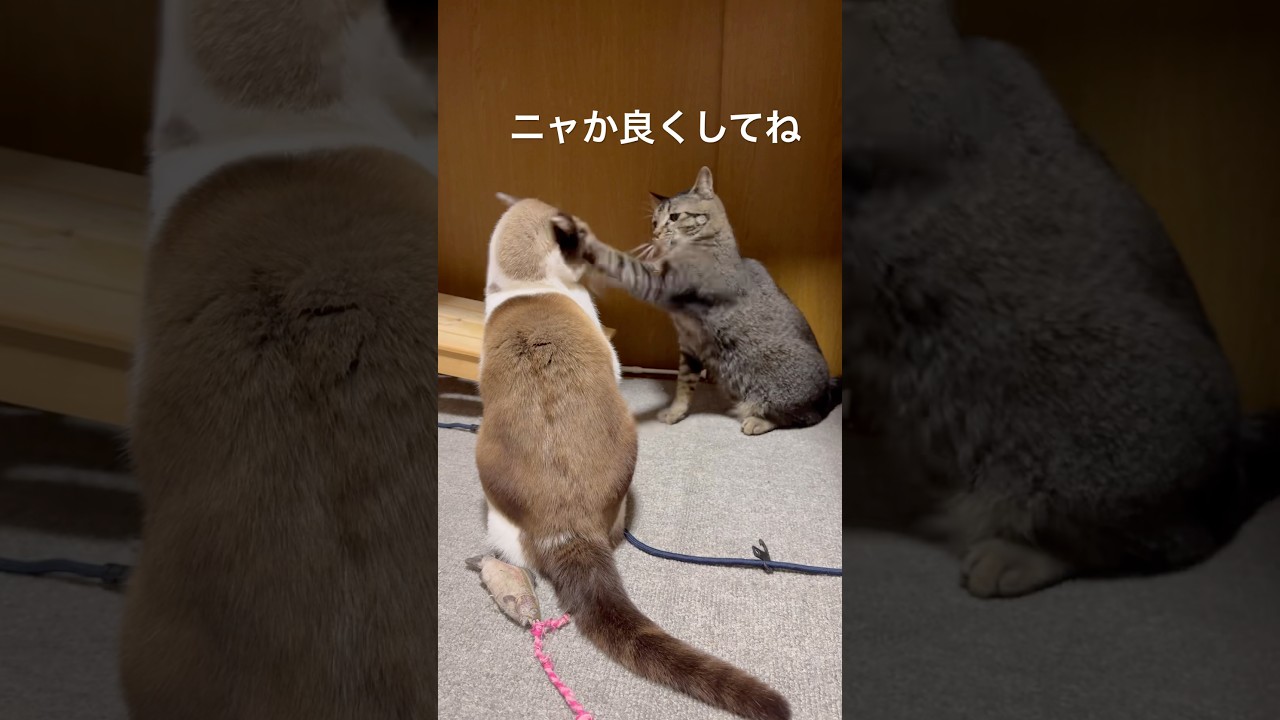兄🆚弟#cat #猫 #猫のいる暮らし