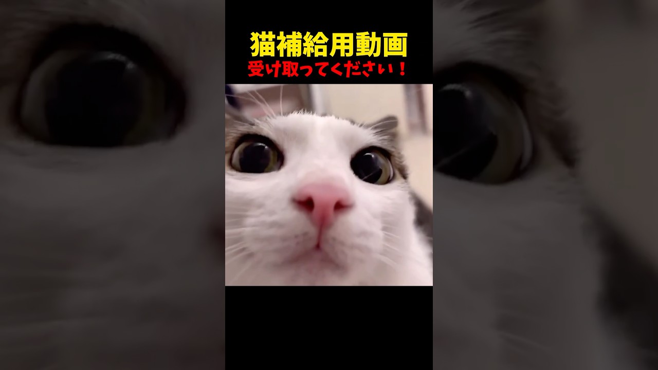 猫不足のあなたへ！ #猫 #cat #cats #ねこ