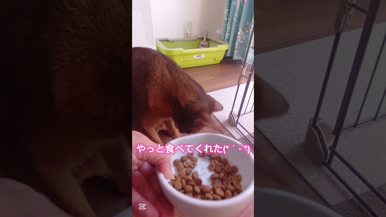 ❇️ご飯の時間🍚🐈🎶⸒⸒memories of 2025【abyssinian cat boy】