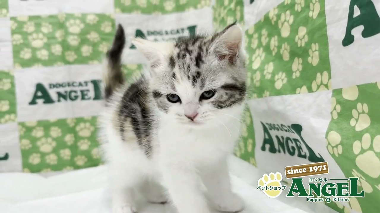 スコティッシュフォールド 2504125 【ペットショップエンゼル　子犬・子猫販売】