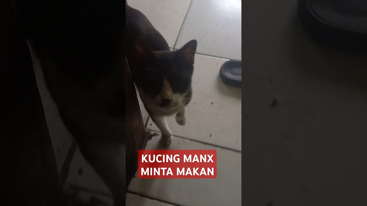 kucing manx minta makan #manxcat