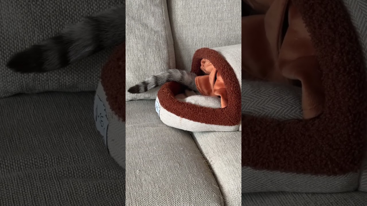 しっぽだけ出してて暑いのかな？　#シャムトラ #元保護猫 #シャムミックス  #cat #猫耳 #kitten  #猫耳 #siamesemix