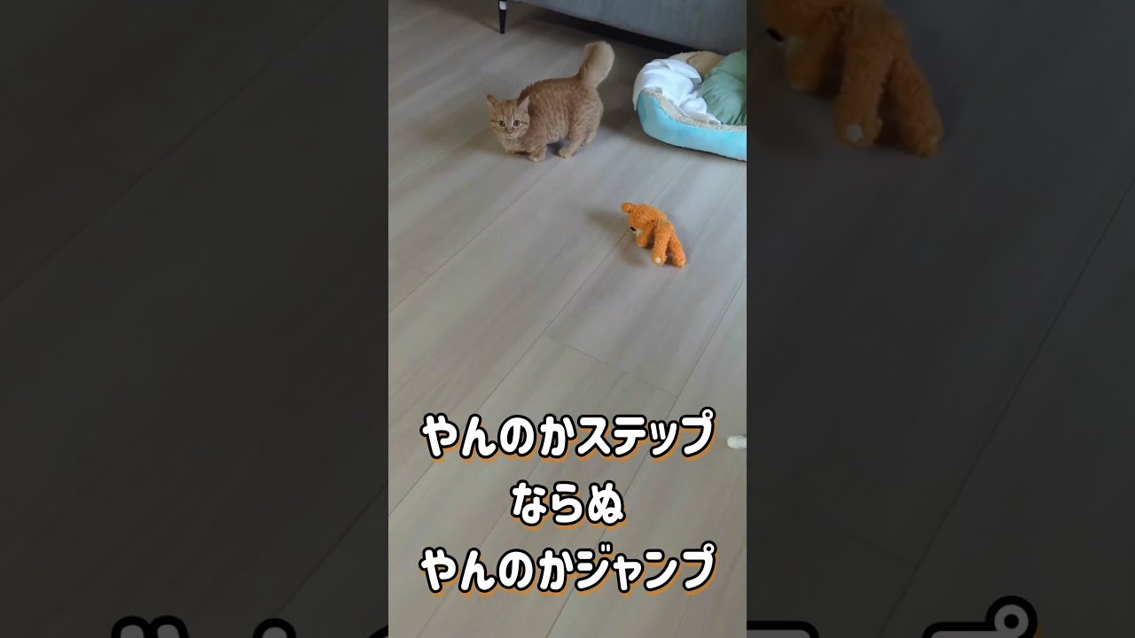 「やんのかステップ」ならぬ「やんのかジャンプ」#マンチカン　#子猫　#やんのかステップ　#癒し #かわいい