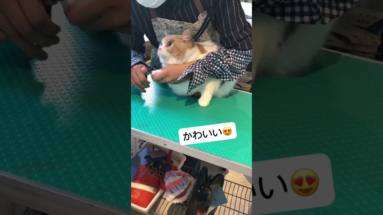 ブリティッシュショートヘアの「だんごちゃん」トリミングコース♪#shorts
