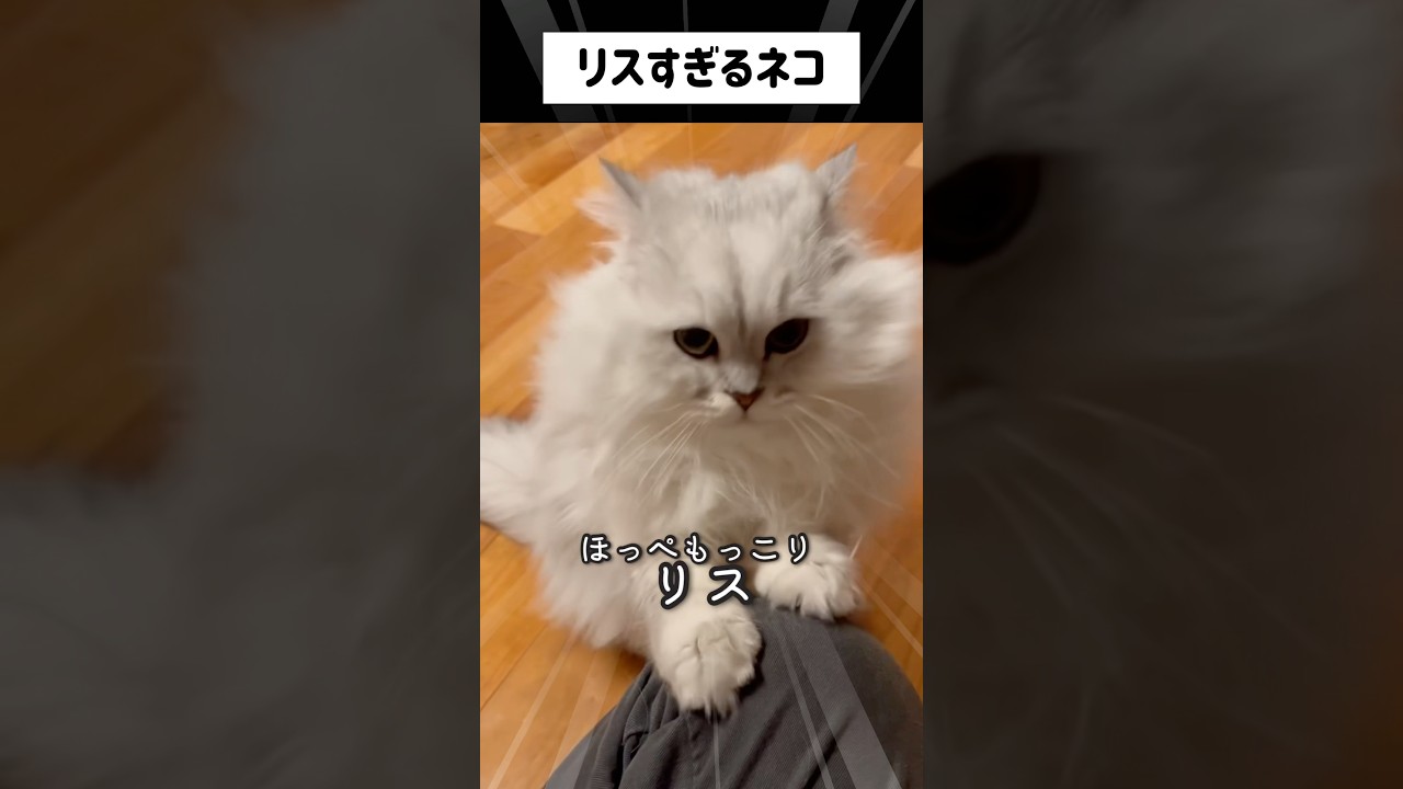 ブラッシング中に遊んでみたー#ペルシャ#チンチラ#猫#ねこ #猫のいる暮らし #癒し #いやし#cat  #ふわふわ