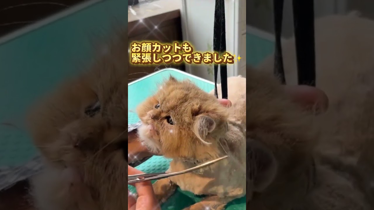 トリミングコースご利用☆ペルシャ　ムゥちゃん  #猫のいる暮らし #cat #長毛