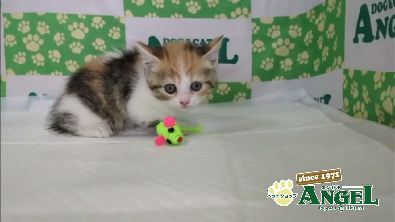 スコティッシュフォールド 2504123 【ペットショップエンゼル　子犬・子猫販売】