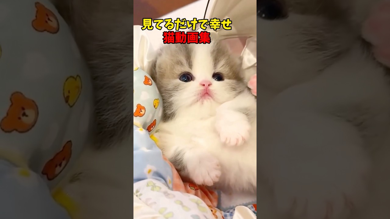 目が幸せぇ #猫 #cat #cats #ねこ