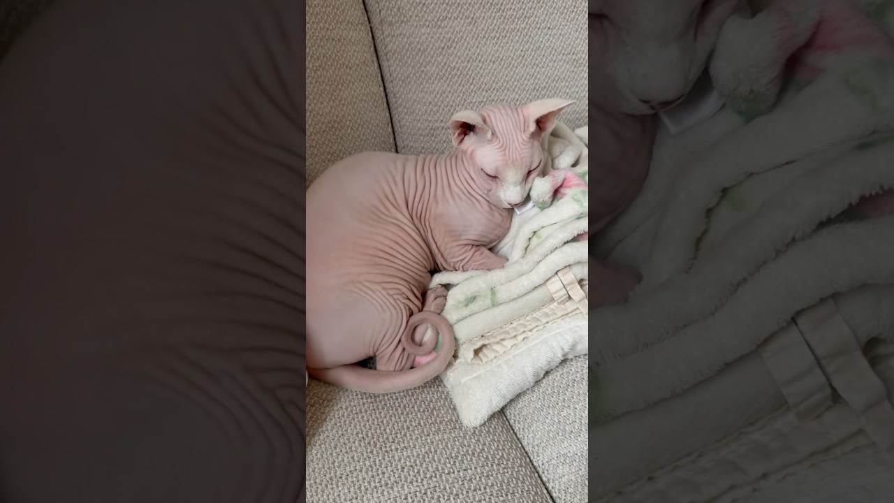 しっぽが可愛い毛のない猫【スフィンクス】