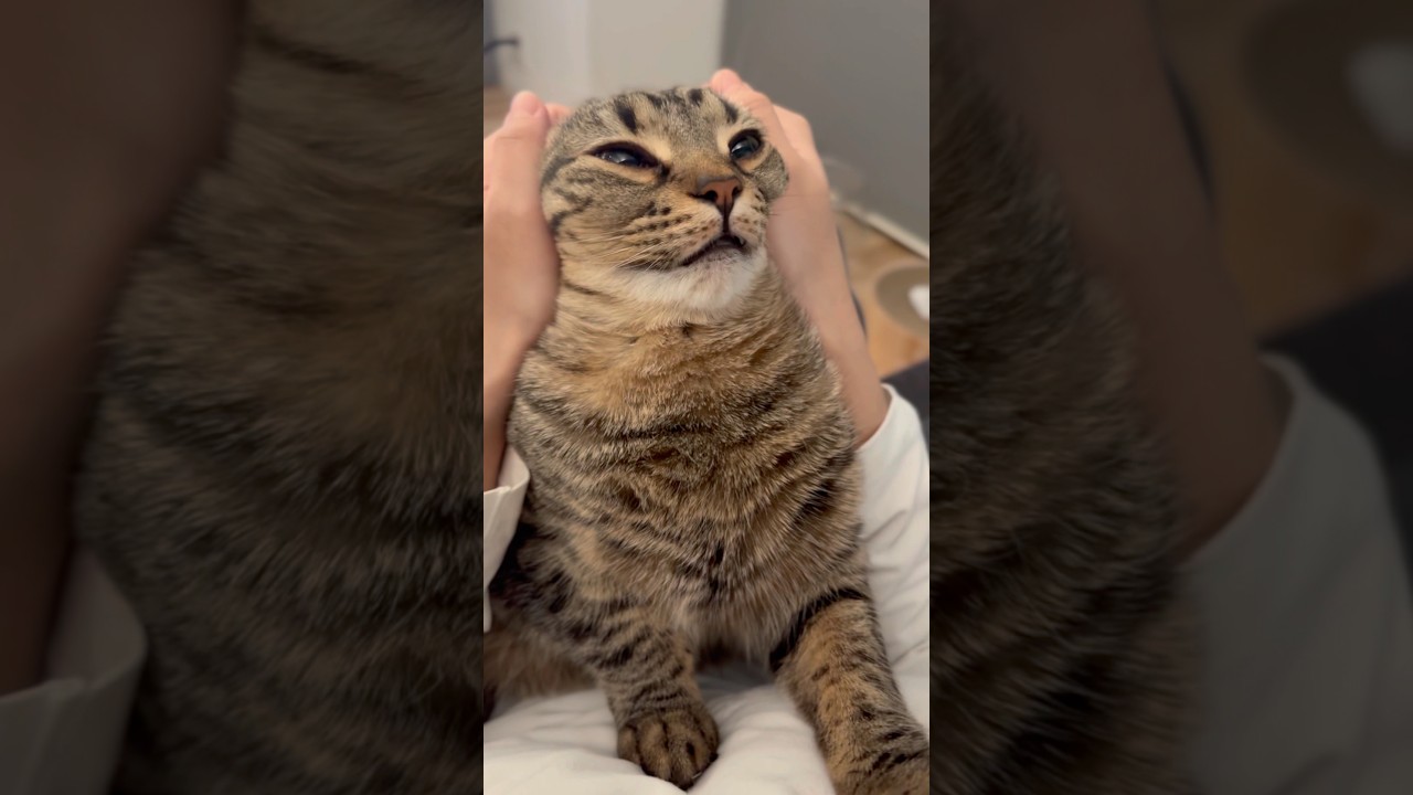 ママの催眠術で爆睡しちゃう猫がこちら!! #shorts #猫 #cat