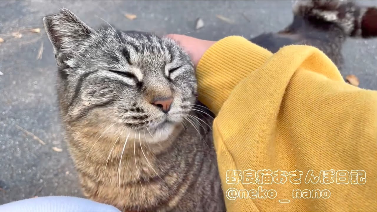 甘ったれになってスリスリが止まらないキジトラが可愛すぎる