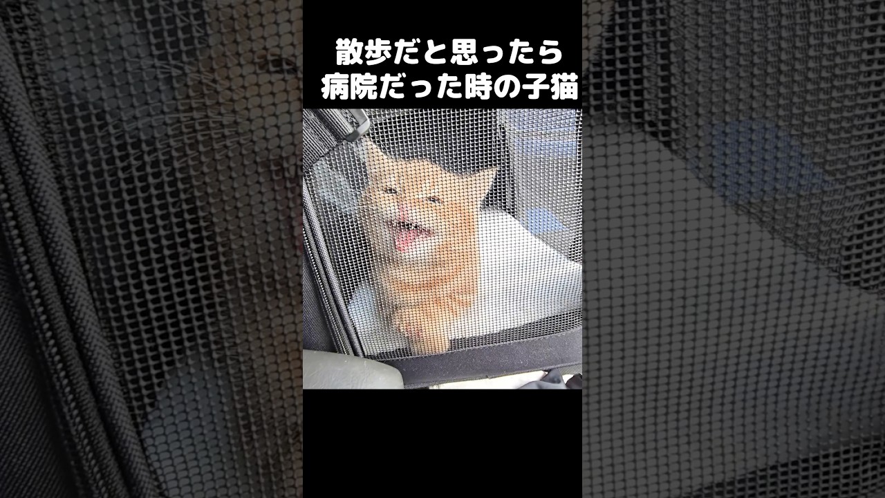 散歩だと思ったら病院だった時の子猫...When you realize the “walk” was a trap 😿🚗