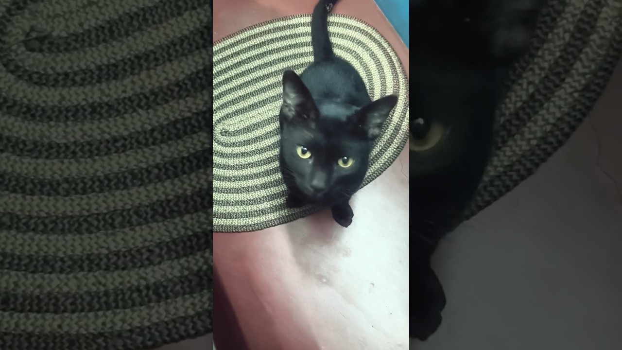 Kalu the Cat – Cutest Moments You Can't Miss! 🐈