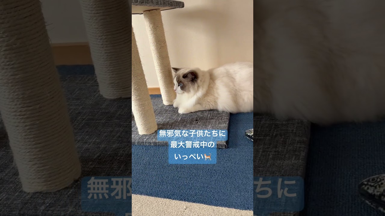 いっぺいが珍しくシャーッしました🐈#ラグドール #猫のいる暮らし #いっぺいdialy