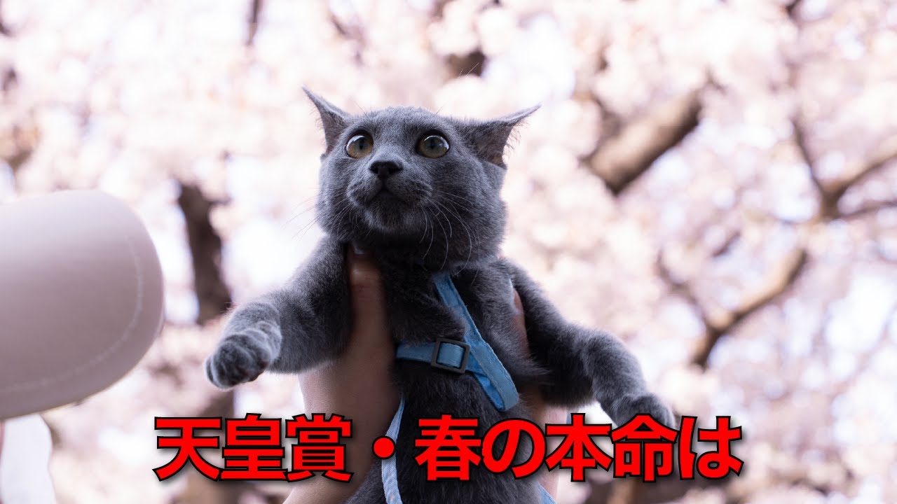 生涯収支マイナス1万円猫の天皇賞・春予想【競馬】