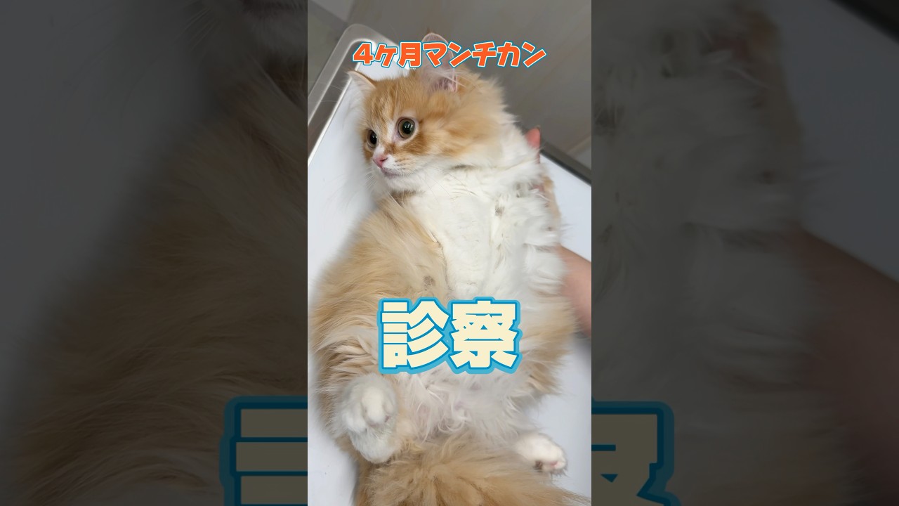 お腹が張って足を引きずる4ヶ月のマンチカンが動物病院にやってきた！