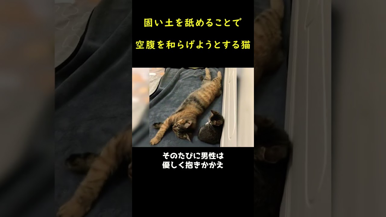 ひとりぼっちになった迷子の猫！