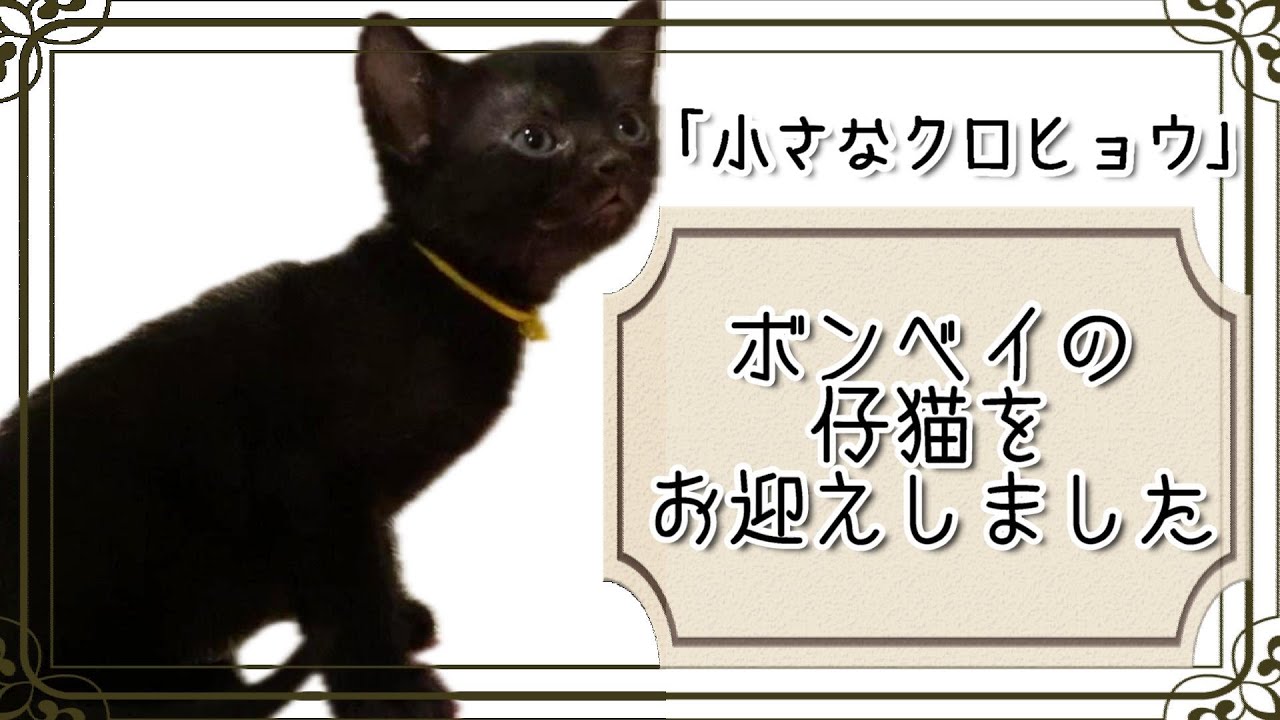 「小さなクロヒョウ」ボンベイの仔猫をお迎えしました