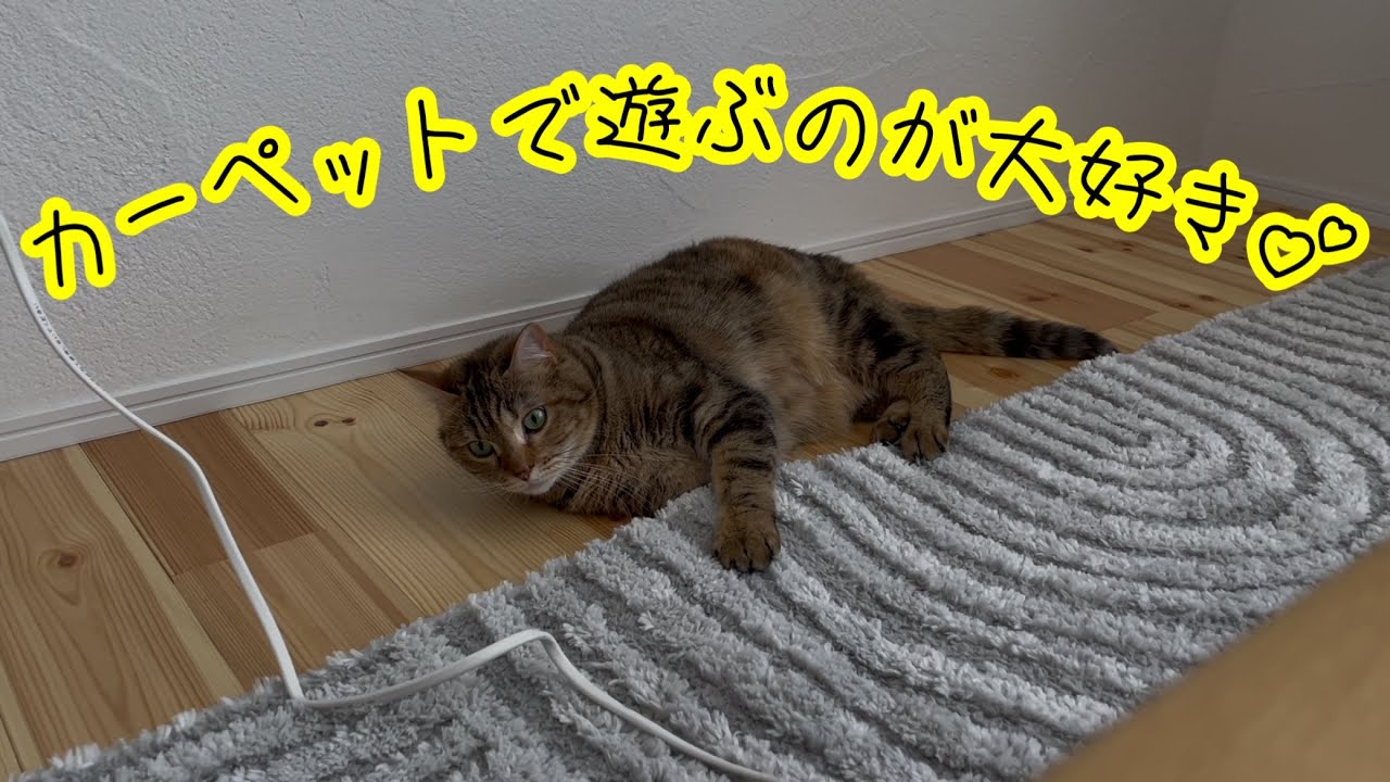 カーペットで一人で遊ぶ足長マンチカンがこちらw