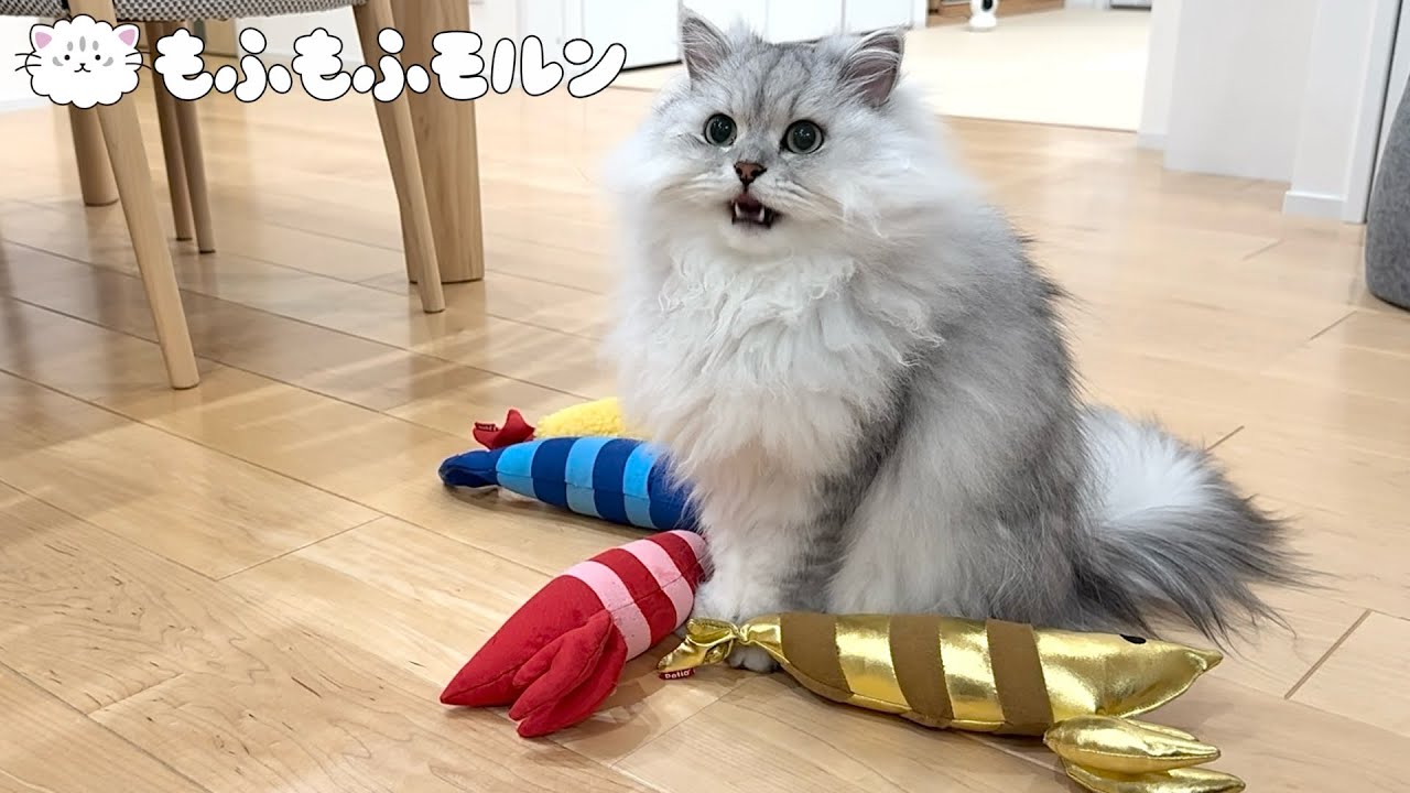 意外なエビの新作を見せられる猫たち 【サイベリアン】