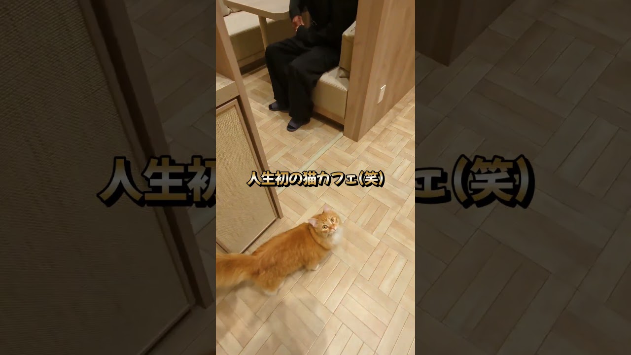 仕事中猫カフェに行ってみた。#大型犬のいる生活 #ゴールデンレトリバー子犬