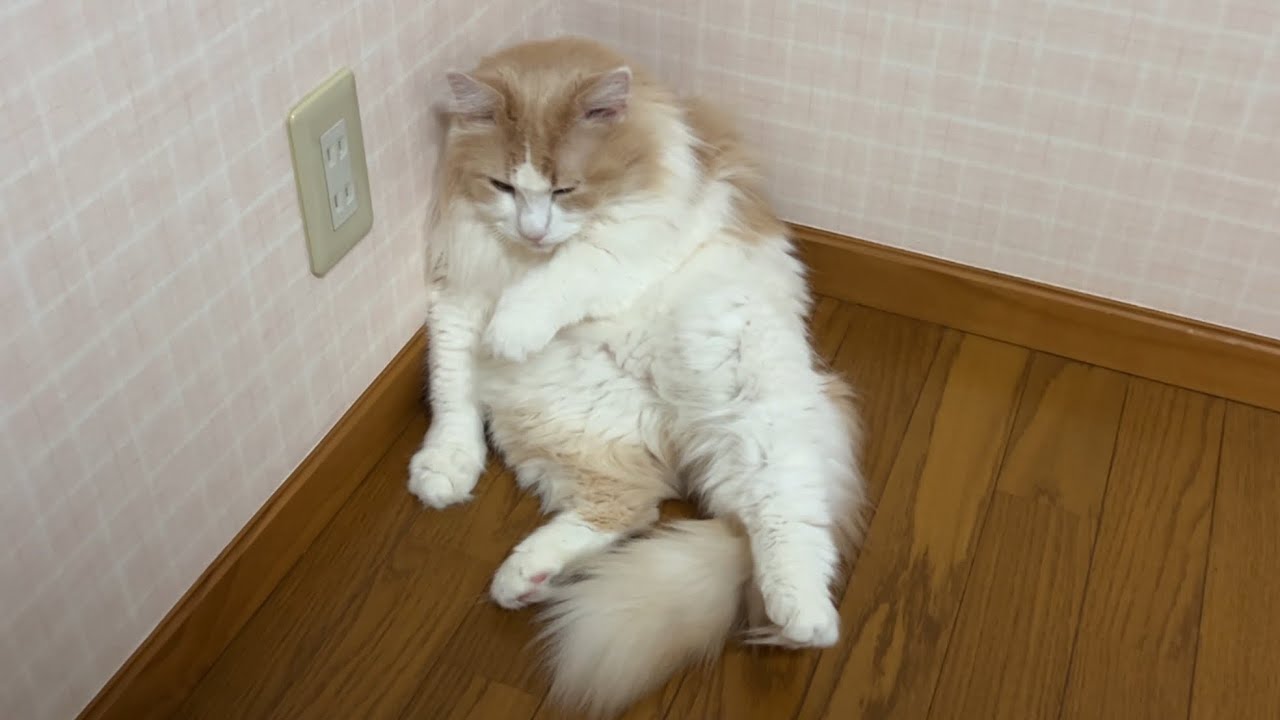 【癒し✨】おじさん座りで毛づくろ♪今日も呑気なもふ猫たち♡ノルウェージャンフォレストキャットとターキッシュアンゴラ