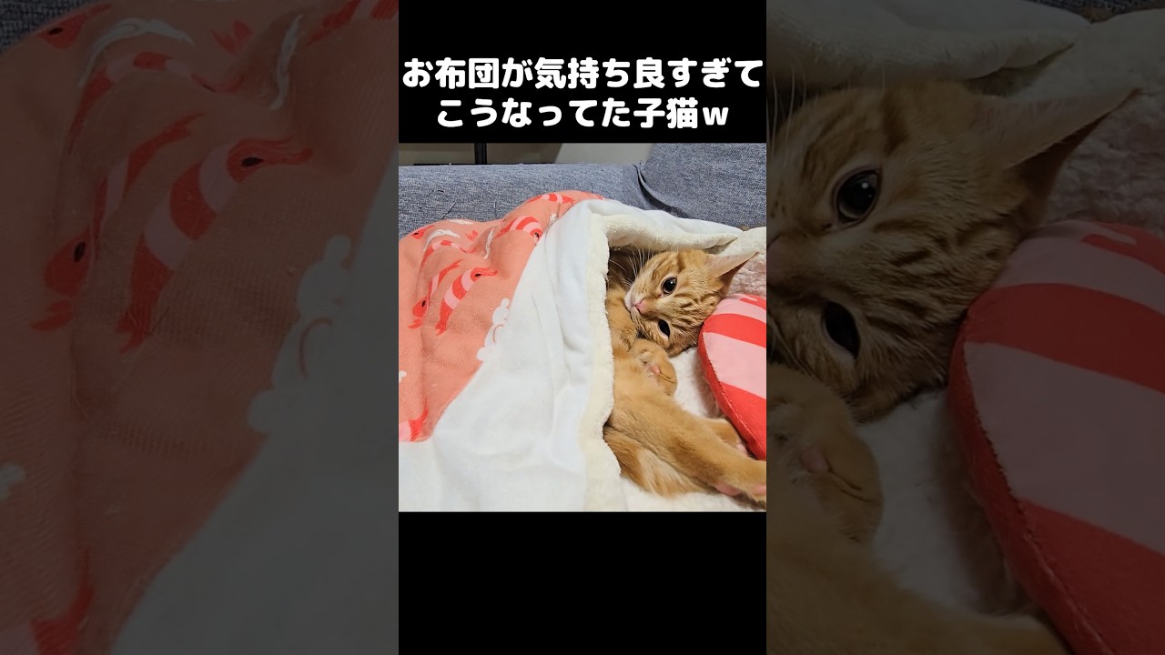 お布団が気持ち良すぎて子猫がこうなってた...Too soft... he couldn’t resist! 🐾💤