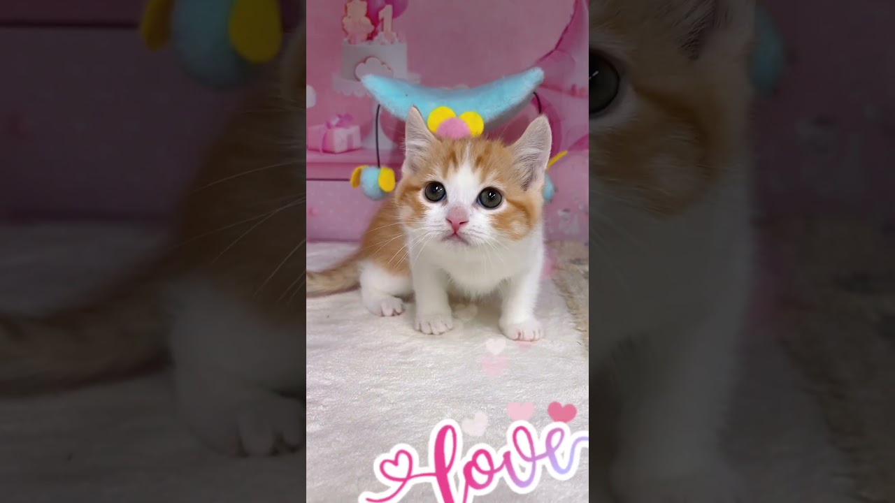 【ご家族様募集中】長足キンカロー女の子 #cat #子猫 #好きな子猫 #キンカロー #アメリカンカール #かわいい子猫 #カール耳 #猫好きさんと繋がりたい #マンチカン #子猫ブリーダー