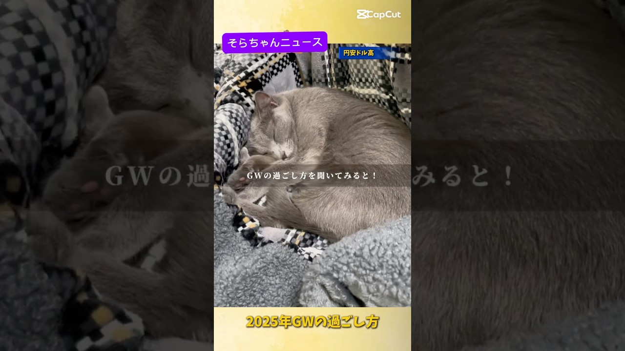 【猫ロシアンブルー】そらちゃん にGWの過ごし方を聞いてみると？？❤️#shorts