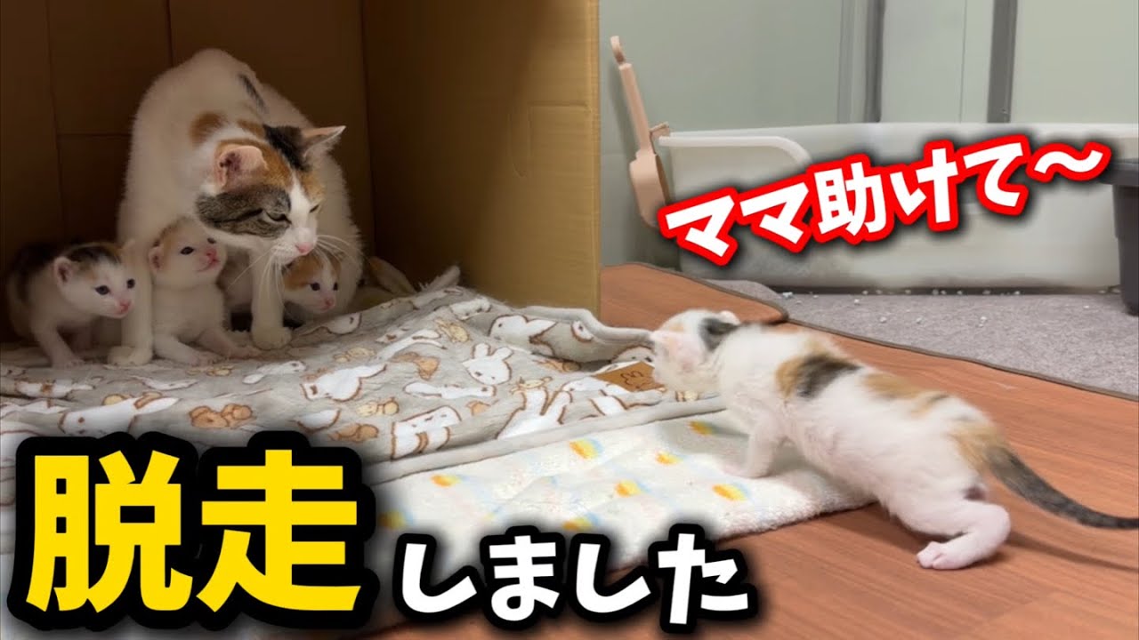 子猫の脱走事件と急変した親子の関係について対応してみました