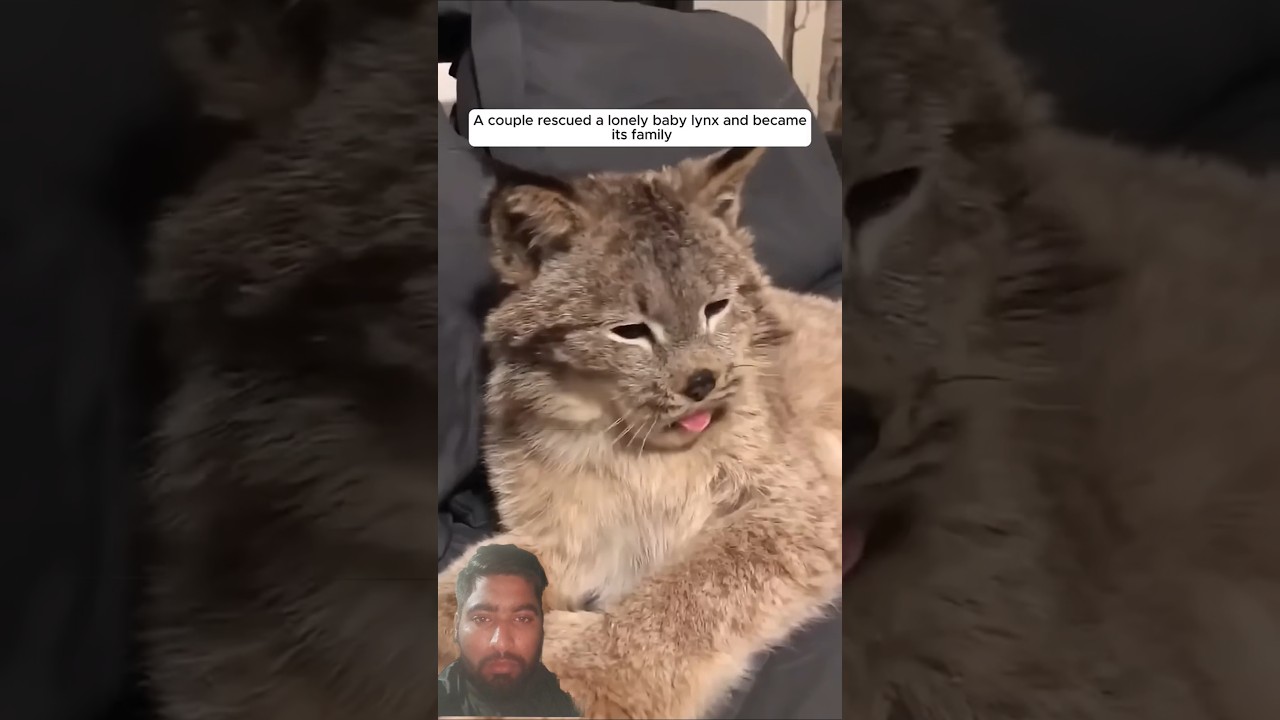 A couple rescued a lonely baby lynx and became its family.  #animalshorts #lion#cute #wildliferescue