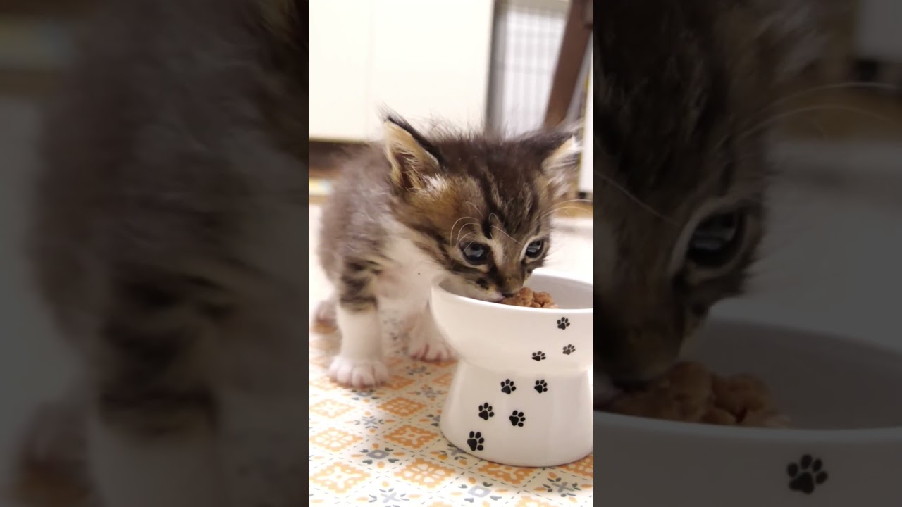 ニャーニャー子猫に変身する子猫は、ミルクと離乳食の二刀流 #gatto #kitten #子ネコ #cat #meow #asmr