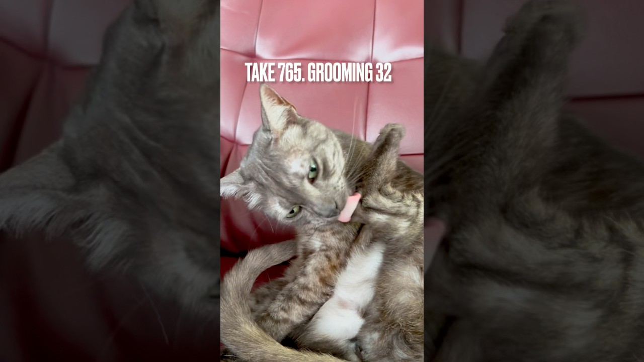 毎日丁寧に #グルーミング するにゃ❗️#レディの身だしなみ にゃ‼️ #egyptianmaucat #エジプシャンマウ #エジプシャンマウの仲間たち #groomingcat #shorts