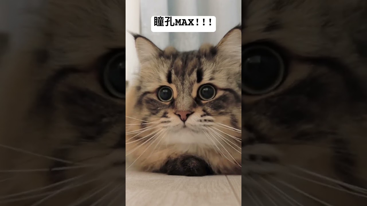 瞬時におめめ宇宙人👽#猫 #サイベリアン #ヤマネコ