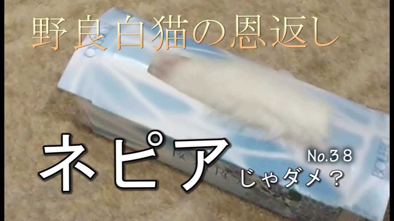 野良白猫の恩返し　ネピアじゃダメ？　No.38