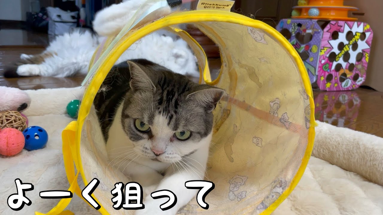 おもちゃで遊ぶ猫が可愛い【アメリカンショートヘア】