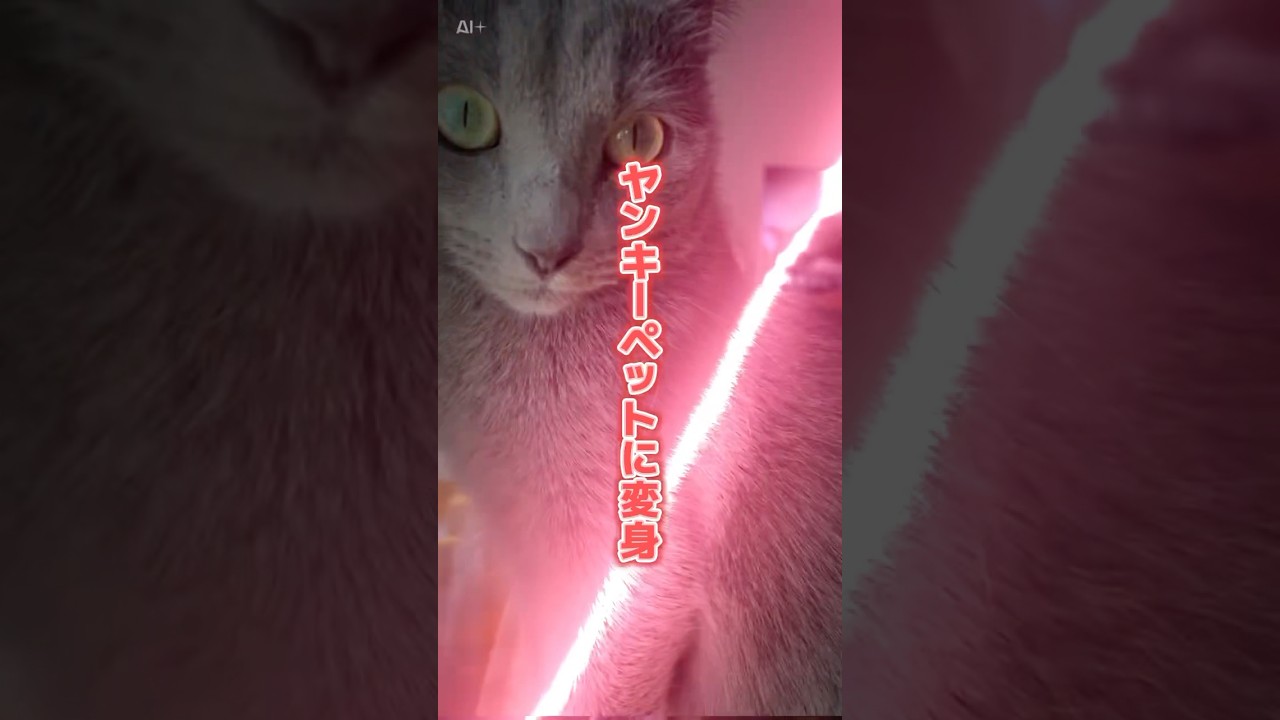 【猫ロシアンブルー】そらちゃんが・・ヤンキーに変身‼️#shorts #russianblue #ロシアンブルー #かわいい猫 #可愛い猫