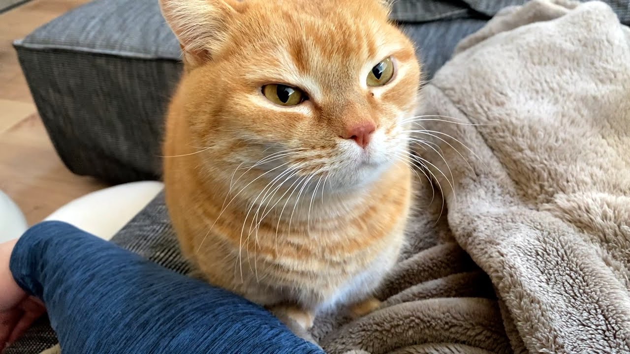 名前を呼ばれるだけで甘えが爆発しちゃう猫