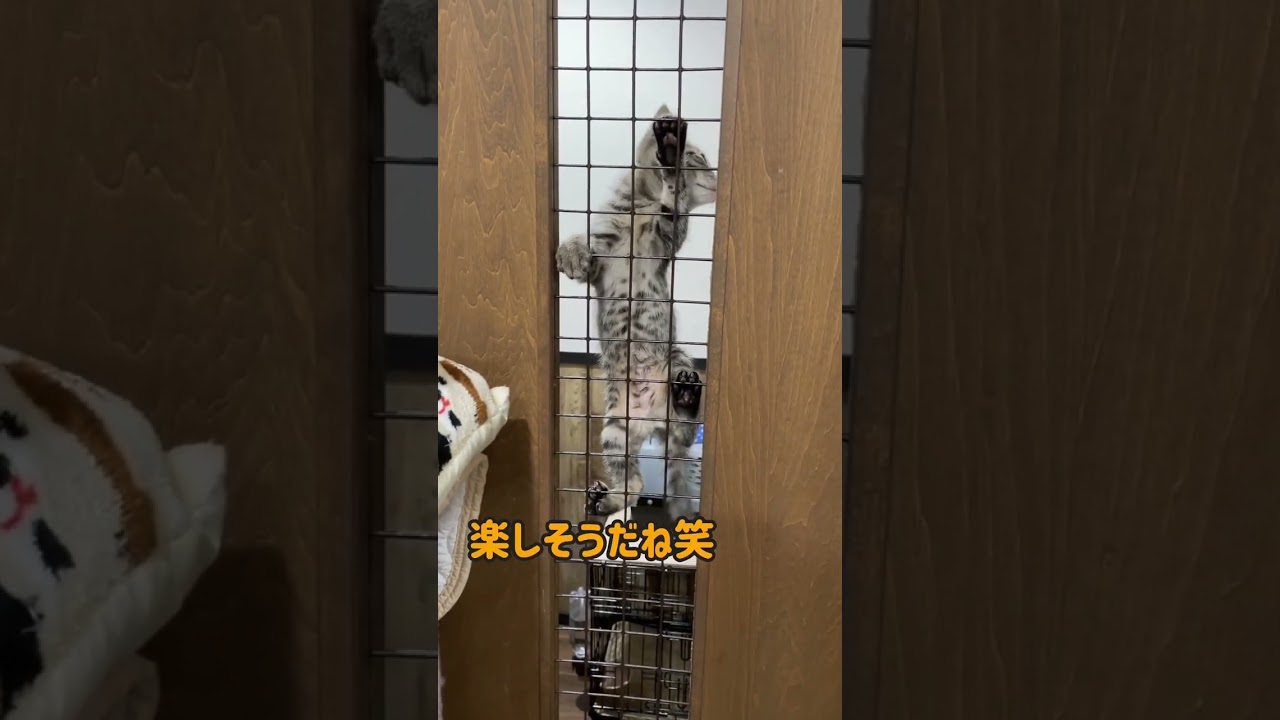 すぱいニャーマン参上！＆ごうくんの爆音ゴロゴロ♪