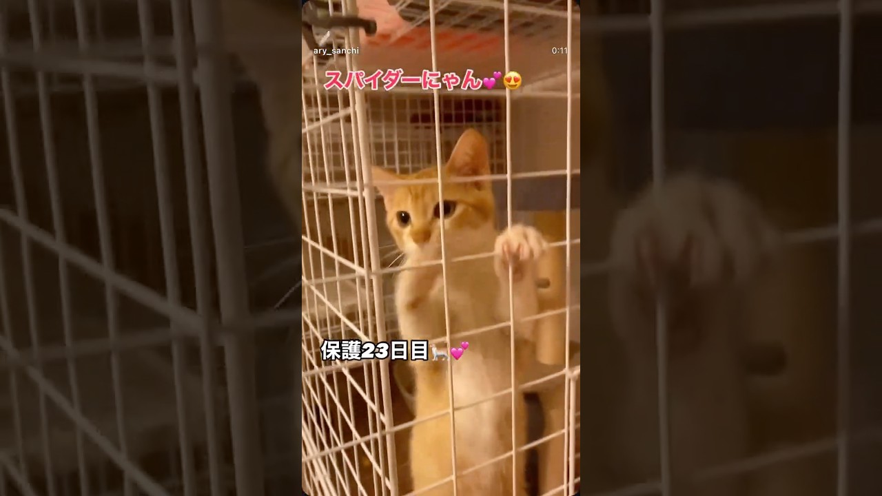 【子猫を緊急保護】決死の壁ジャンプの子猫を保護！保護23日目～26日目　#子猫 #子猫保護 #保護猫  #子ネコ #かわいい猫 #スパイダーにゃん