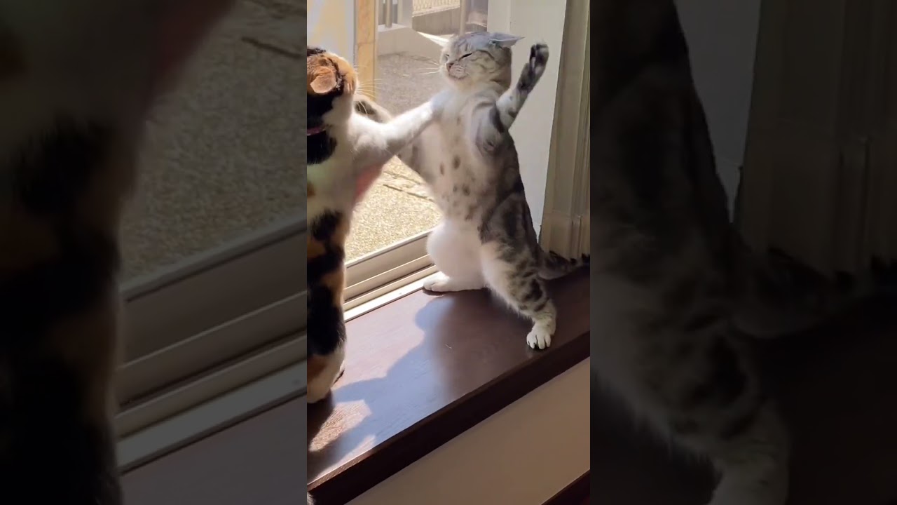 女の子同士の喧嘩😅 #アメショ #保護猫 #三毛猫 #cat #アメリカンショートヘア