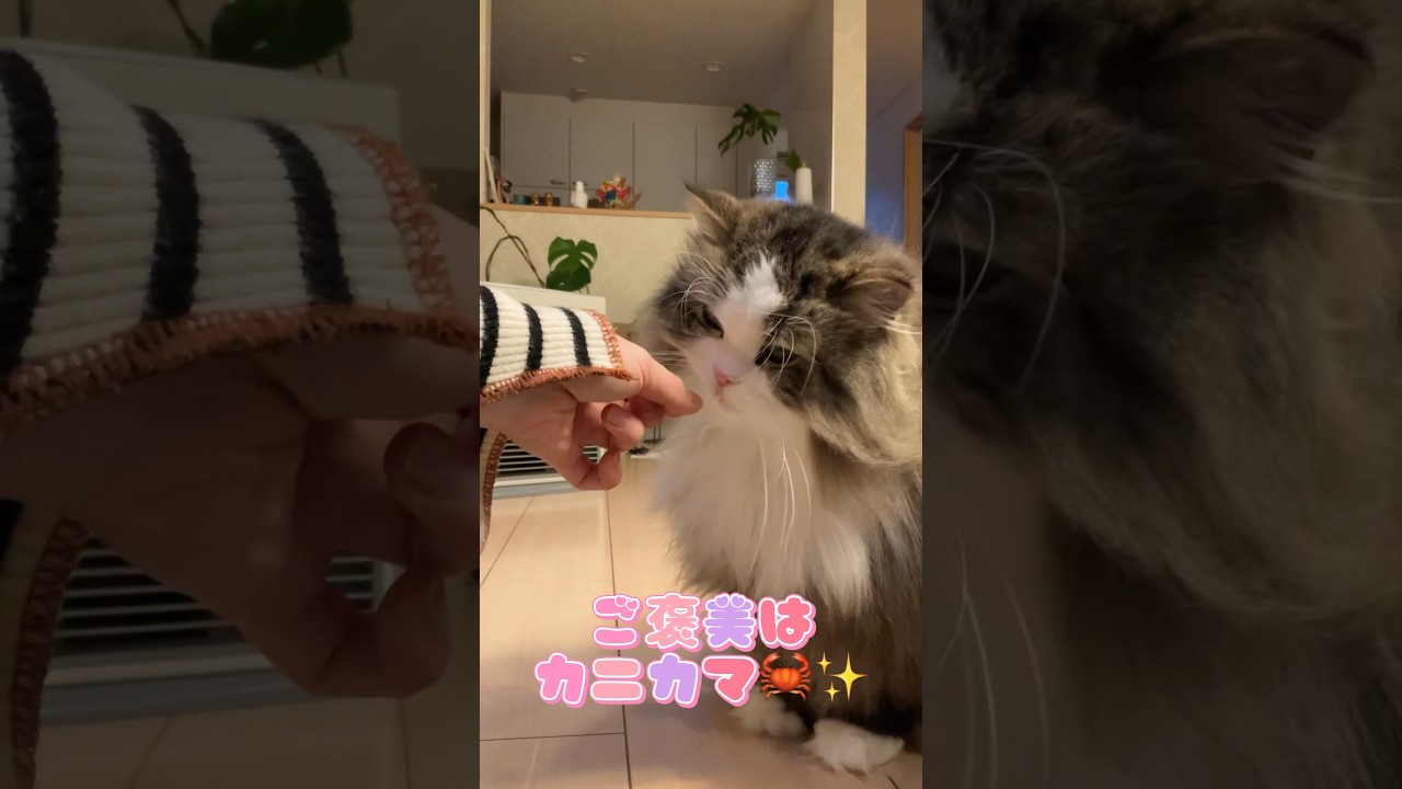 毛の長いラガマフィンのブラッシングタイム🐈‍⬛🐾食いしん坊なマフィンくん🧁#ラガマフィン #猫