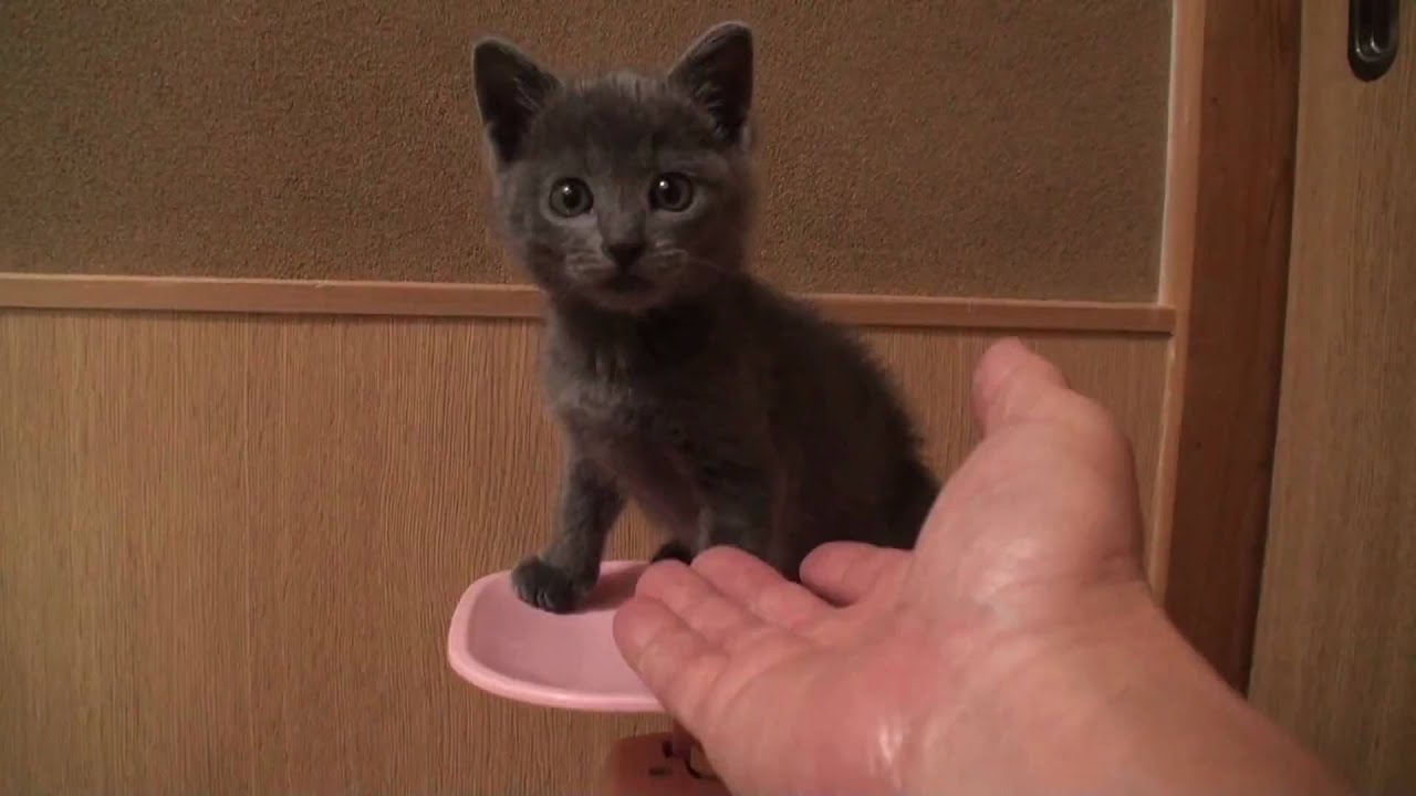 ミーミーの体重測定
