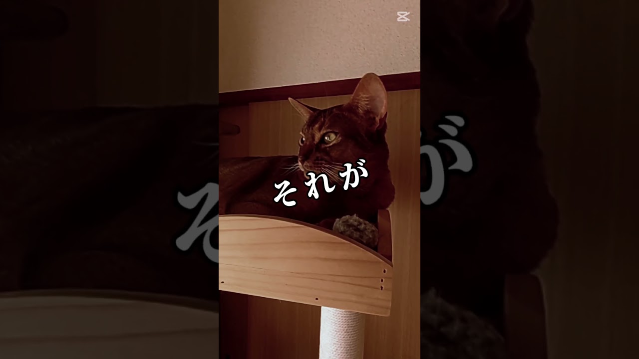 ❇️幸せの具現化🐈🎶⸒⸒memories of 2025【abyssinian cat boy】