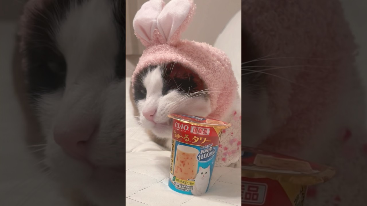 この猫の一番好きは？ #ねこ動画 #猫のいる暮らし #猫好きさんと繋がりたい #shorts
