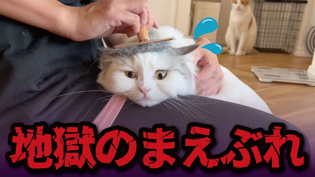 この後、猫にとんでもない地獄がまっていました…【関西弁でしゃべる猫】【猫アテレコ】