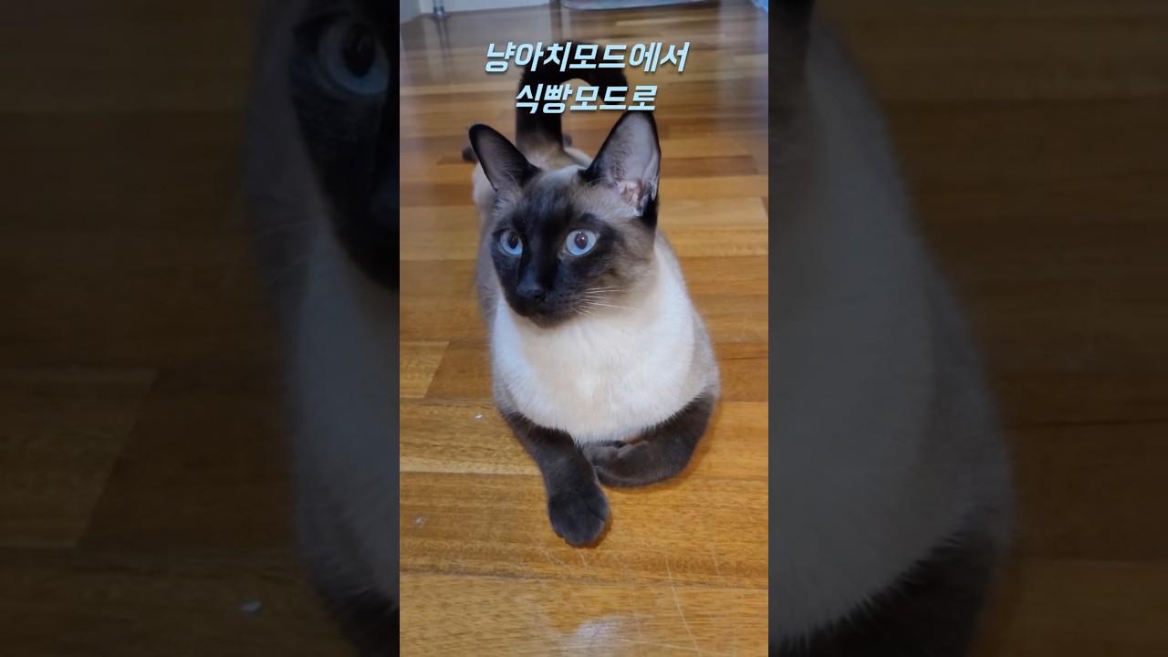 집사눈치보고 급다소곳~~